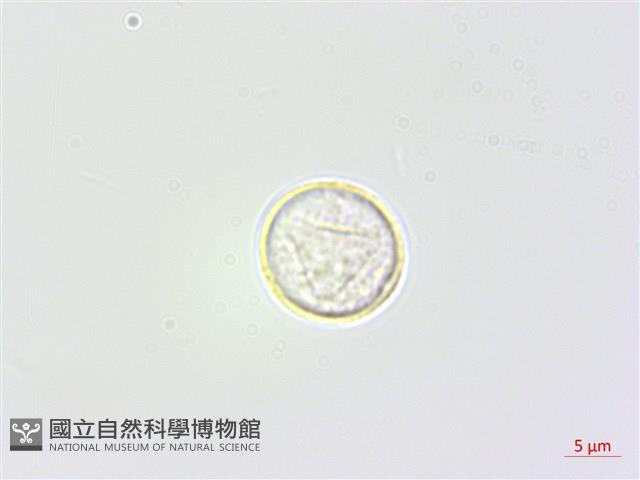 野苧麻藏品圖，第1張