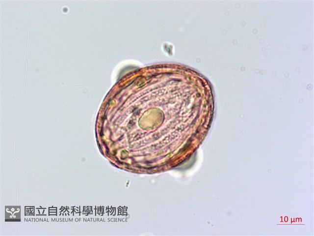 恆春半插花藏品圖，第2張