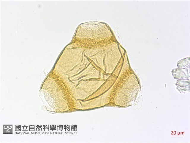 待宵草藏品圖，第2張