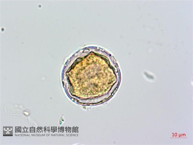 蘭嶼絡石藏品圖，第2張
