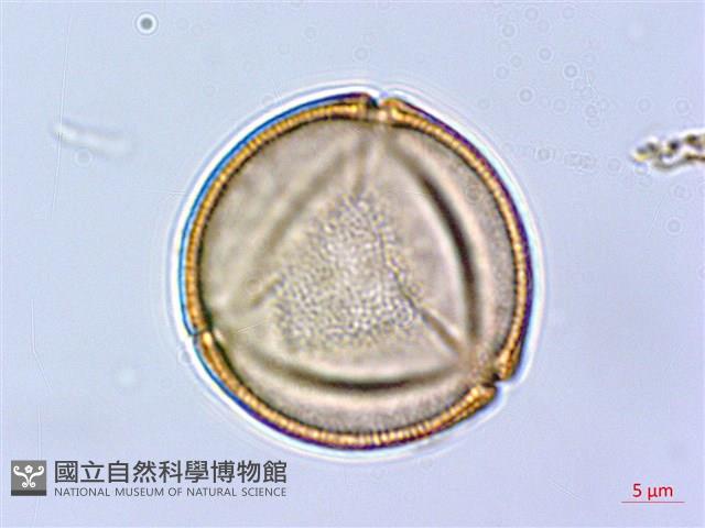 齒果酸模藏品圖，第1張