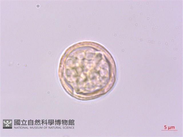 登錄號:S041968藏品圖，第1張