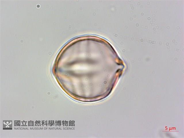 毛酸漿藏品圖，第1張