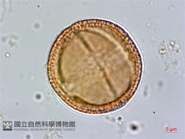 虎杖、黃藥子藏品圖，第1張