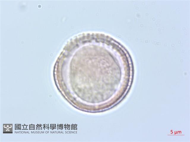 臺灣鐵線蓮藏品圖，第2張