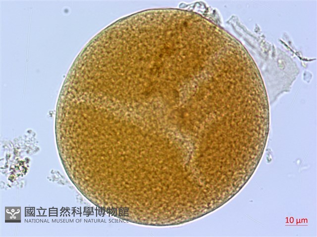 葛瑪蘭芭蕉藏品圖，第1張
