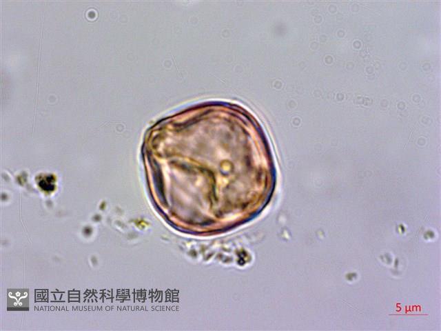 杉葉佛甲草藏品圖，第2張