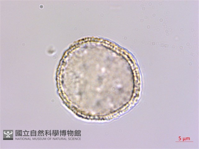 登錄號:S148248藏品圖，第1張