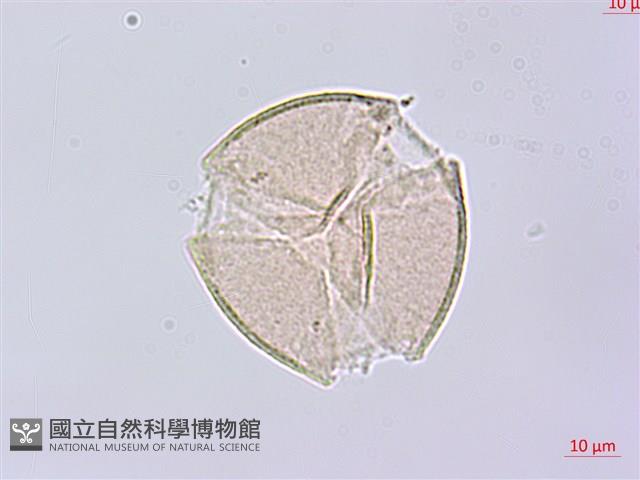 烏皮九芎、奮起湖野茉莉藏品圖，第1張