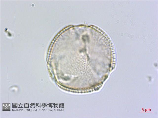 臺灣瑞木藏品圖，第1張