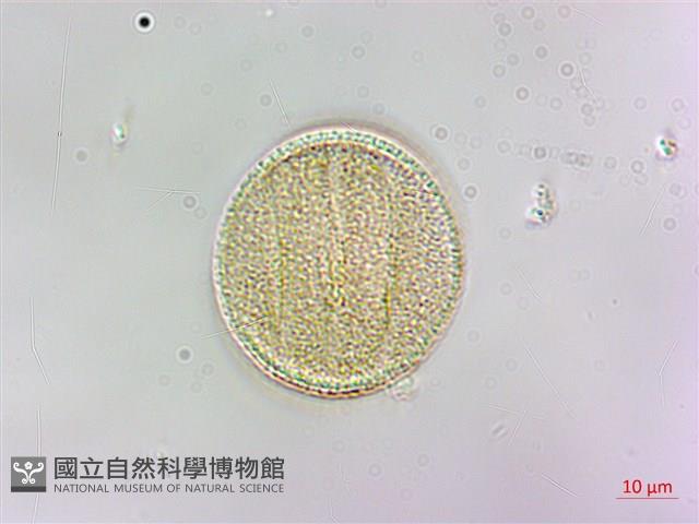 早田氏鼠尾草藏品圖，第1張