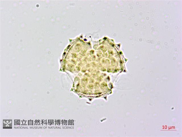 黃花三七草藏品圖，第2張