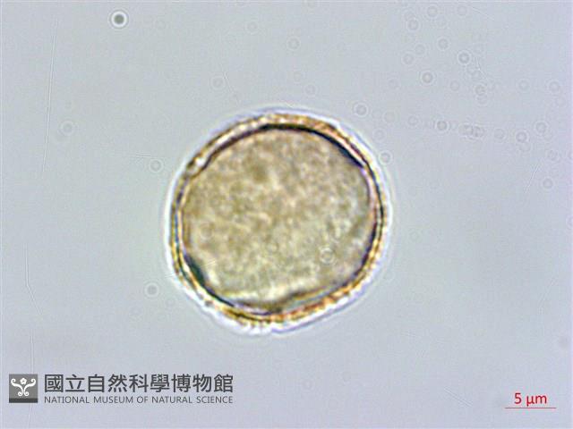 齒葉南芥、齒葉筷子芥藏品圖，第2張