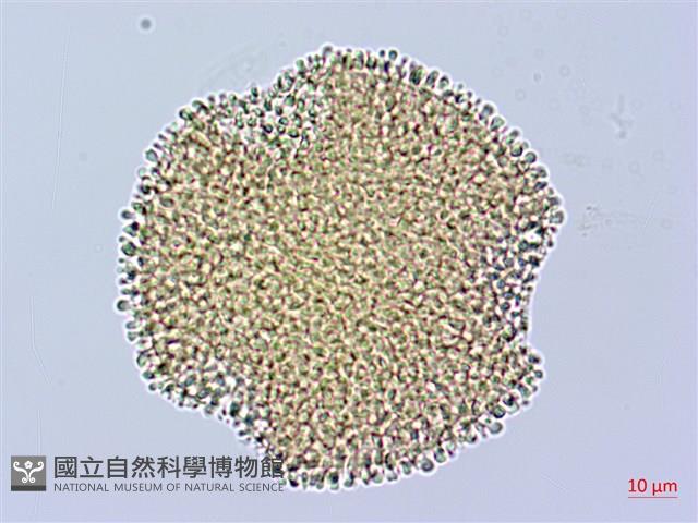 老鸛草藏品圖，第1張