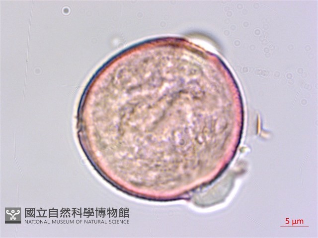 枸杞藏品圖，第1張