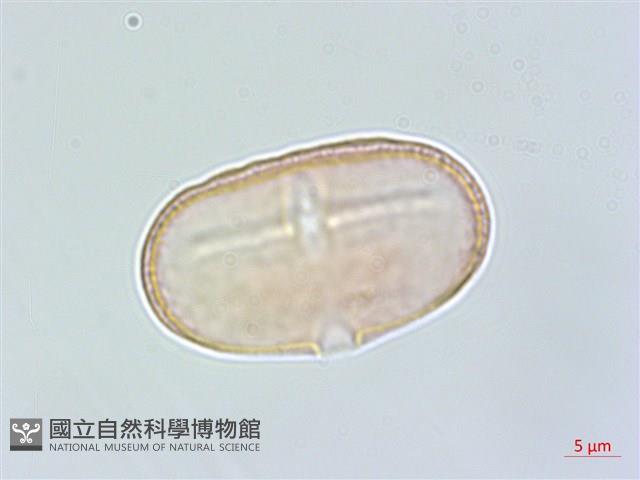 臺灣前胡藏品圖，第1張