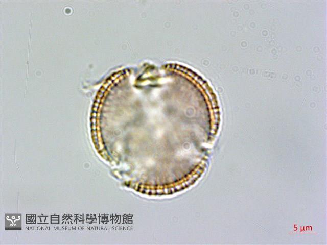 山芥菜藏品圖，第2張