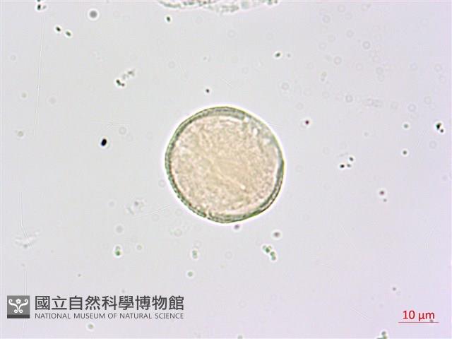 鵝掌柴、江某、鴨腳樹藏品圖，第1張