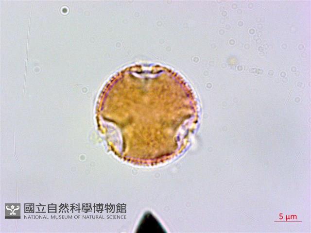 華鉤藤藏品圖，第1張