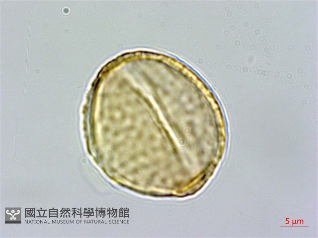 小雙花金絲桃藏品圖，第1張