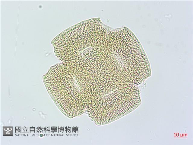 吊鐘藤藏品圖，第2張