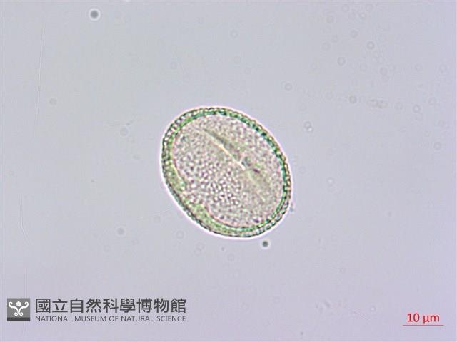 通脫木、通草藏品圖，第2張