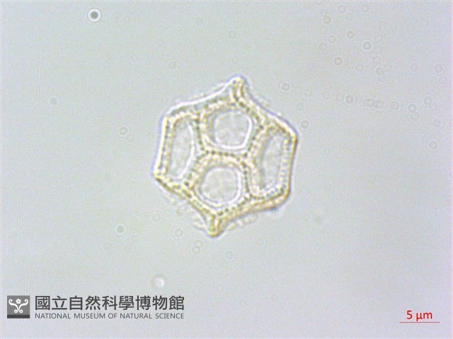毛蓮子草藏品圖，第2張