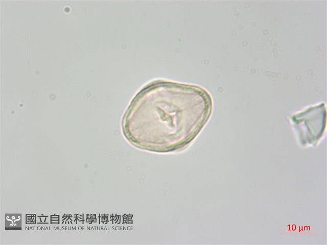 稜子芹藏品圖，第1張