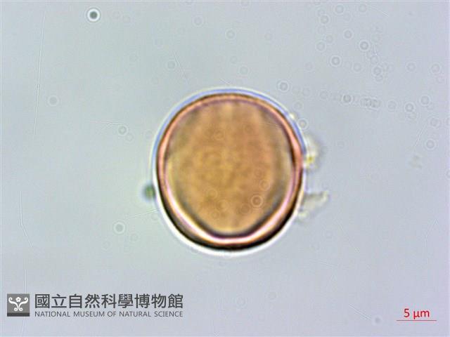 厚葉柃木藏品圖，第1張