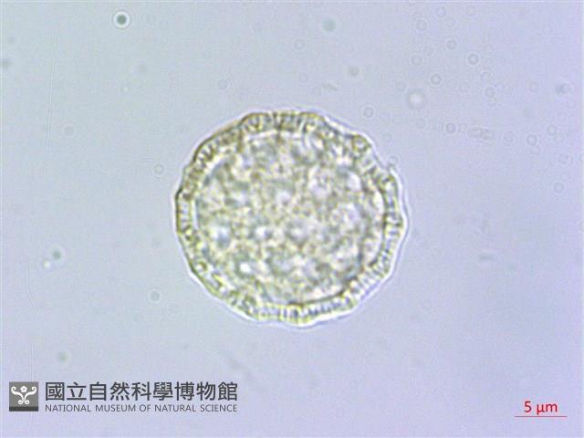 柳葉牛膝藏品圖，第2張