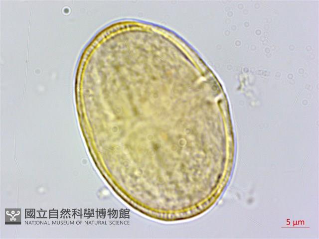 直刺變豆菜藏品圖，第1張