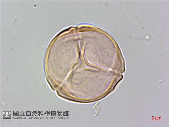 燈籠草藏品圖，第2張