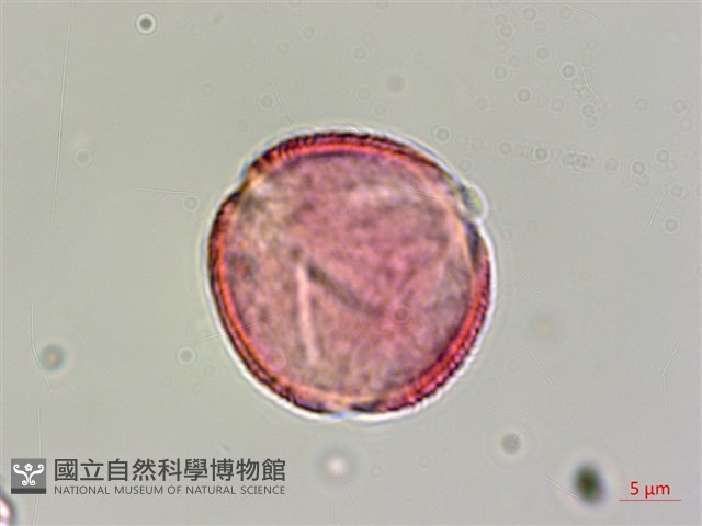 鴉膽子藏品圖，第1張