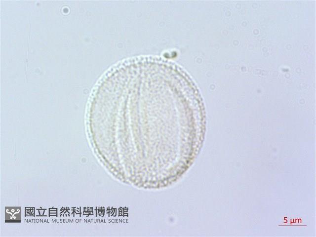 倒地蜈蚣藏品圖，第2張