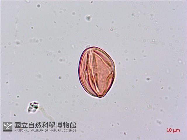 倒吊蓮、匙葉燈籠草藏品圖，第2張