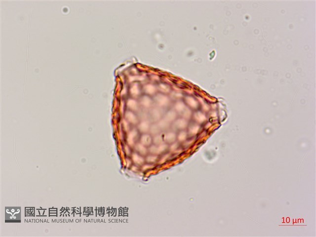 濱豇豆藏品圖，第1張