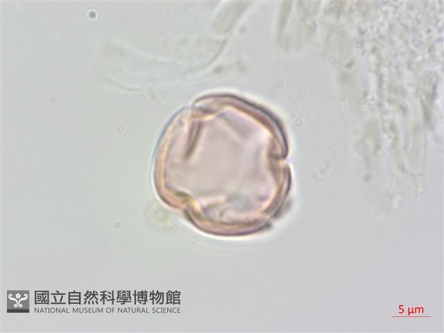 中國旌節花藏品圖，第1張