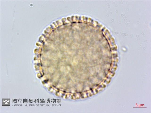 臺灣瑞香藏品圖，第1張