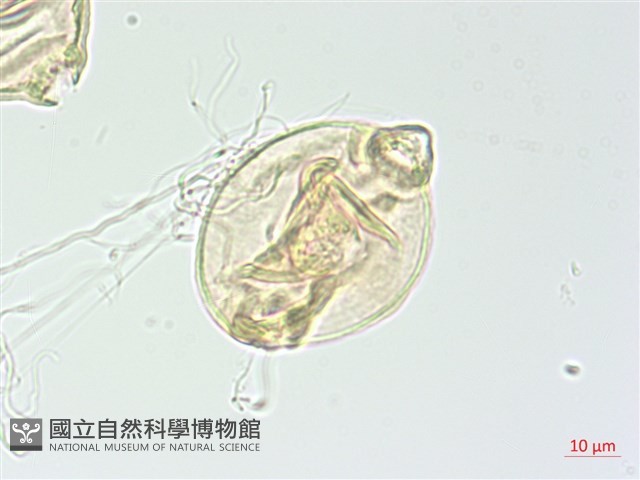 小花水丁香藏品圖，第1張