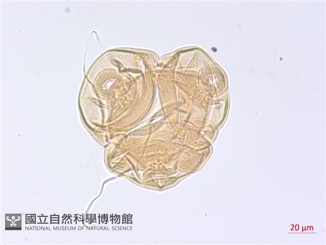 黑龍江柳葉菜藏品圖，第1張