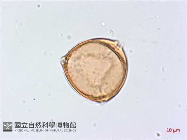 太魯閣胡頹子藏品圖，第2張