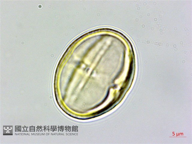 茅毛珍珠菜藏品圖，第2張