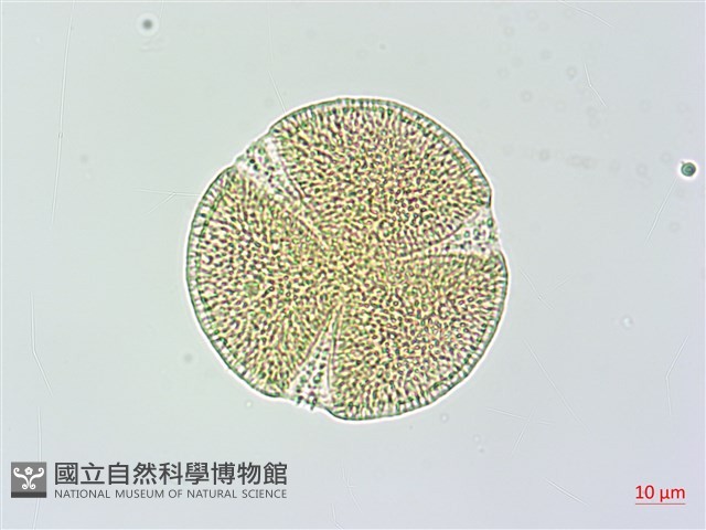 變葉姬旋花藏品圖，第2張