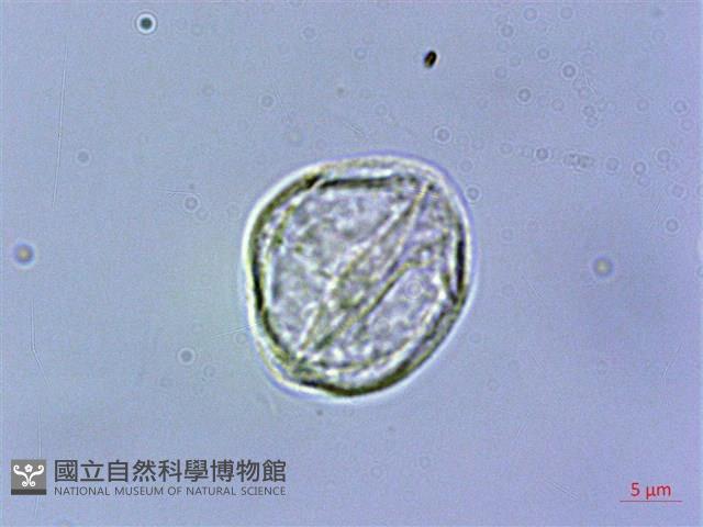 華南赤車藏品圖，第1張