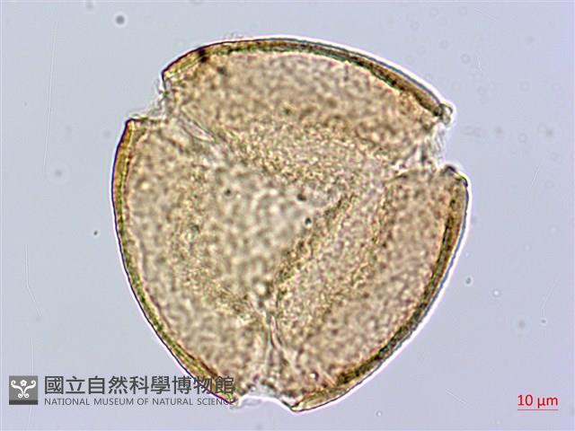 Yellow oleander, Lucky Nut Collection Image, Figure 2, Total 5 Figures