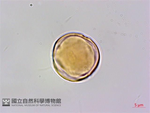 凹葉柃木、濱柃木、翠米茶藏品圖，第1張