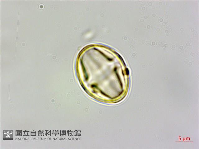 長尾栲、長尾柯、長尾尖葉櫧藏品圖，第2張