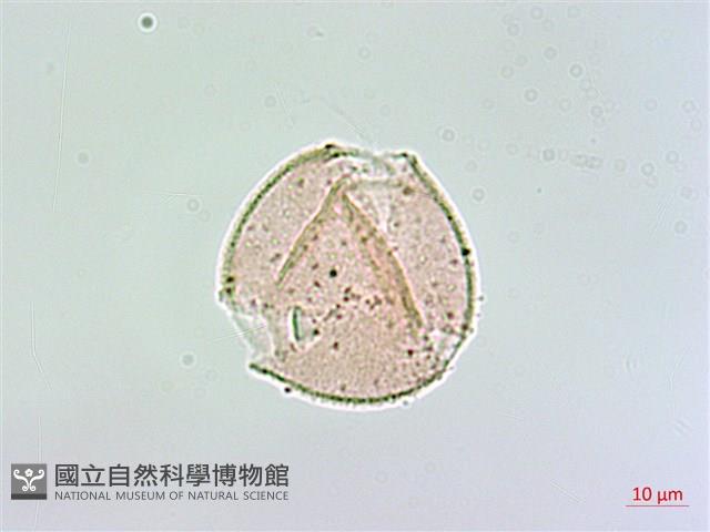 登錄號:S148303藏品圖，第1張