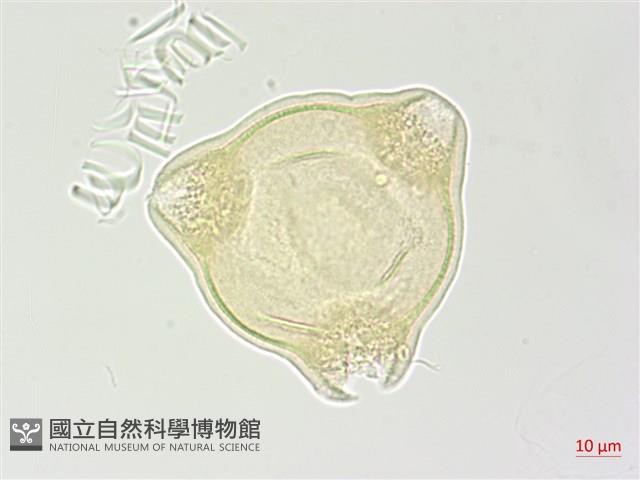 合歡柳葉菜藏品圖，第1張
