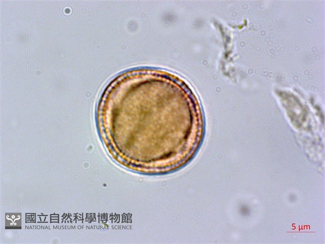 異葉木犀藏品圖，第1張